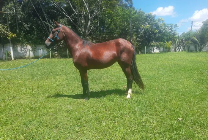 Égua Mangalarga com Registro