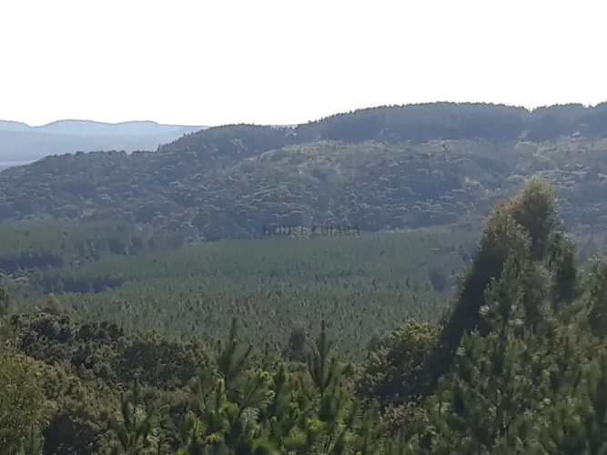 fazenda com pinus a venda na região de Itapetininga o estado de São Paulo SP