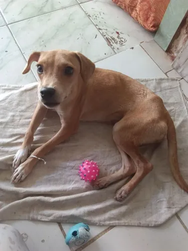 Cadelinha filhote para doação (7 meses)