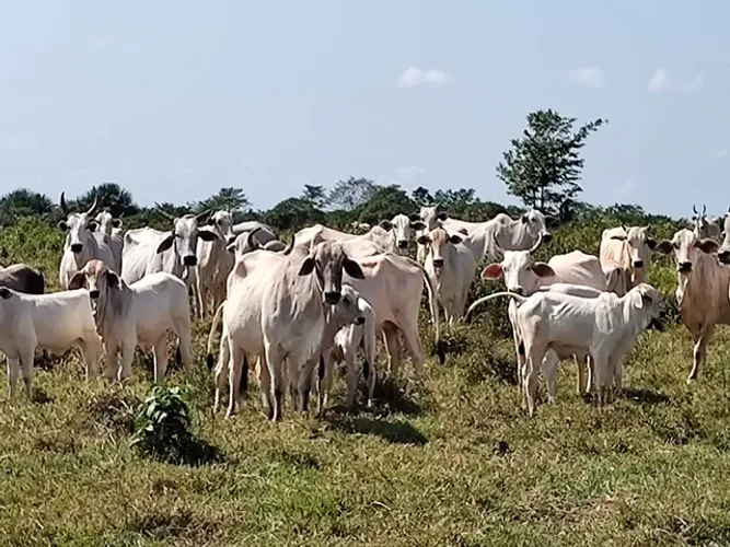 oportunidade 113 alqueires por 5.5 milhões no asfalto 110 km de Belém do Pará