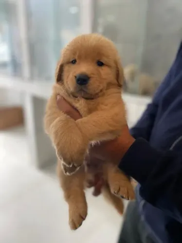 Golden Retriever Linhagens campeã, e pais importados 
