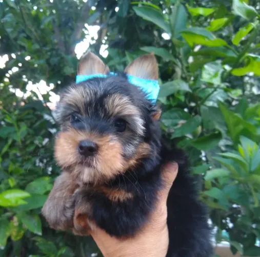 Filhotes de yorkshire micro pra venda 
