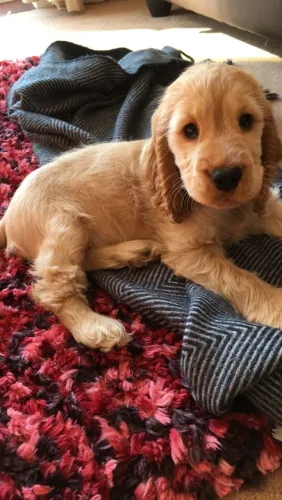 Cocker Spaniel Inglês Amorosos