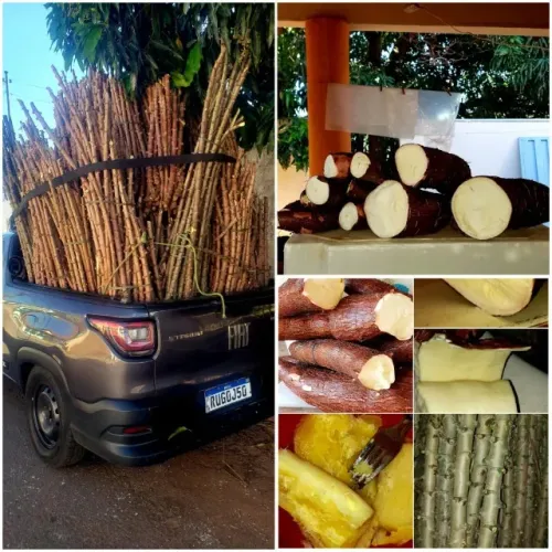 ? Aumente sua Produção! Vendo Ramas de Mandioca BRS 429 - A Campeã da Indústria.