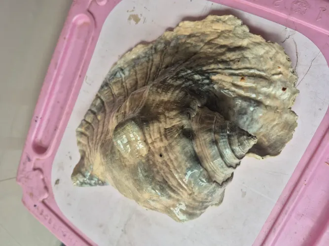 Concha marinha natural grande para decorações e entre outros