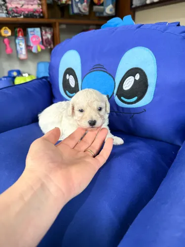 Poodle Macho, Miniatura! Canil legalizado, Criação responsável! 