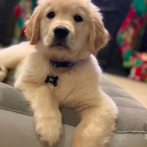 Filhote Golden Retriever destroem brinquedos mais nunca o seu coração