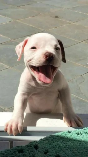 Filhote de Pitbull sorriso canino 