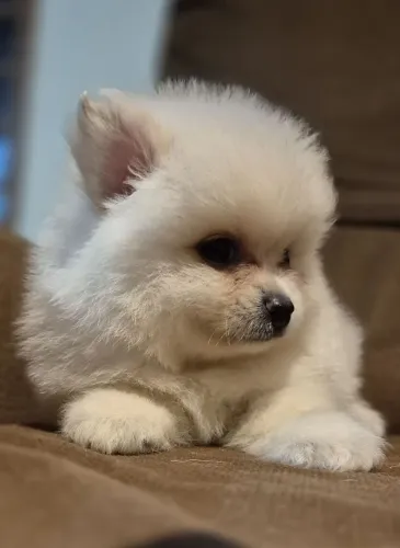 Spitz alemão anão, lindos filhotes