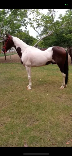 Cavalo Mangalarga Marchado registrado