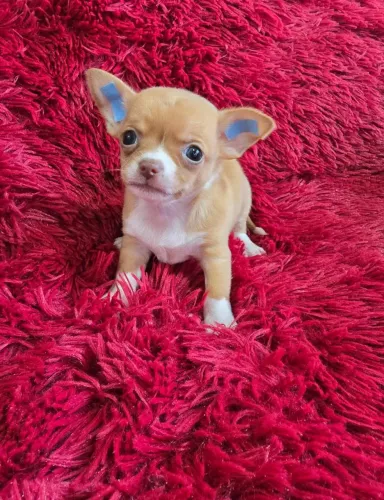 Chihuahua ideal para família que busca amor.