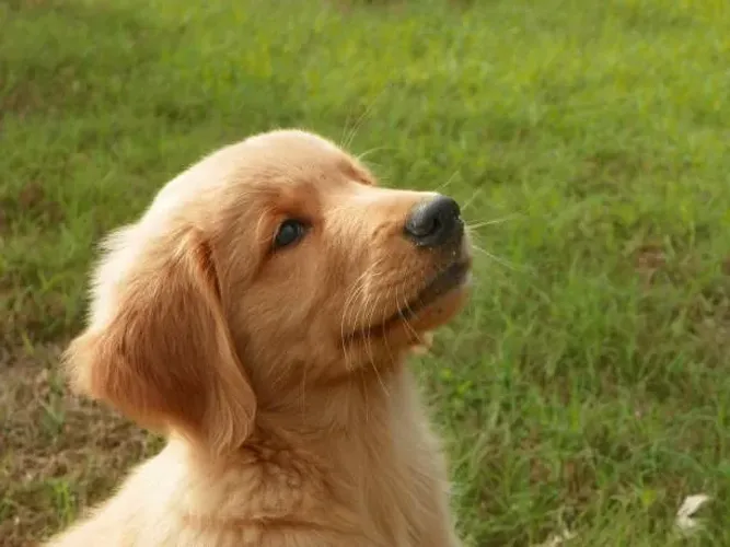 Filhotes de Golden Retriever ? Carinhosos e Bem Socializados