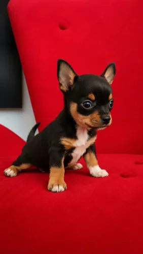 Chihuahua Fêmea - Black Tan