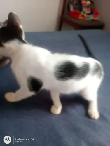 Gatinhos para adoção