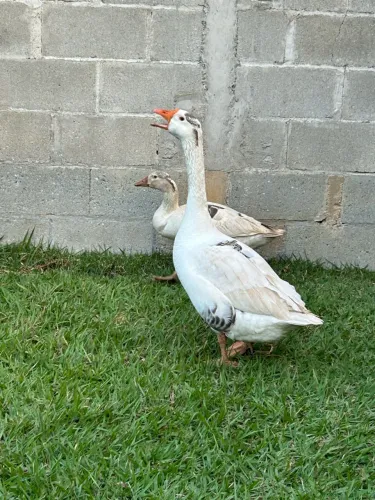 Vendo Casal de Ganso