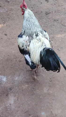 Galo excelente reprodutor 