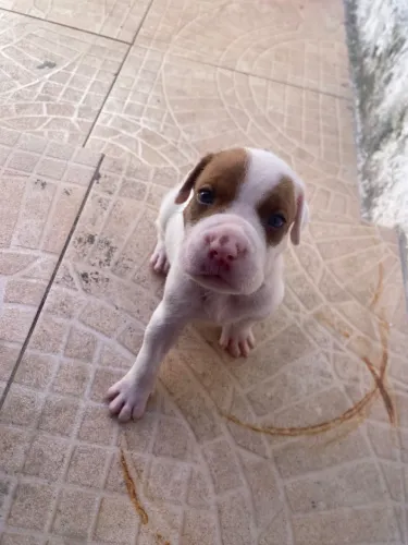 Vendo filhotes de pit bull monster 