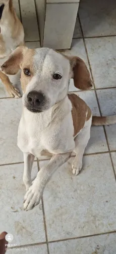 Adoção responsável