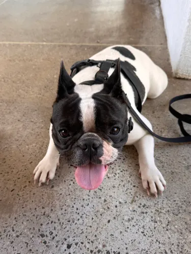 Filhote Bulldog Francês 
