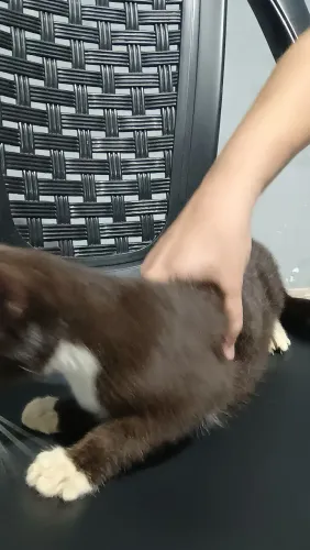 Doação de gatos
