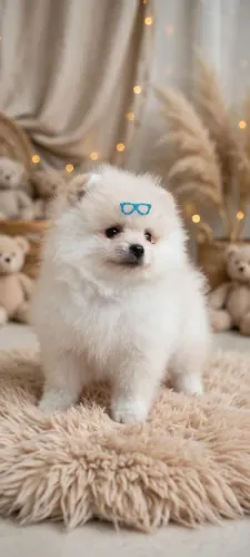 Spitz alemão