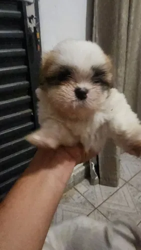 Filhote Fêmea Shih-Tzu