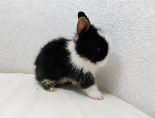 Mini Coelhos Lion Head, Filhotes Disponíveis, 30 dias de vida