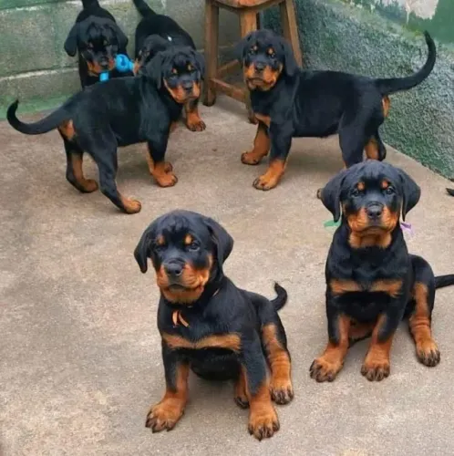 Rottweiler Carinho que se manifesta em atenção