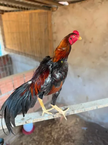 Frangos Indiano