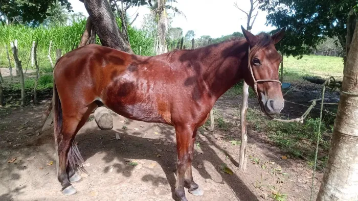 Cavalo Mangalarga com Quarto de Milha