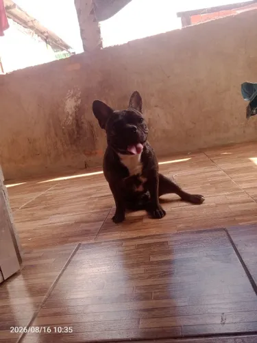Filhote de Bulldog francês com 4 meses para vender ou para jogo em algo do meu interesse