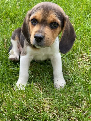 Filhote de beagle macho maravilhoso
