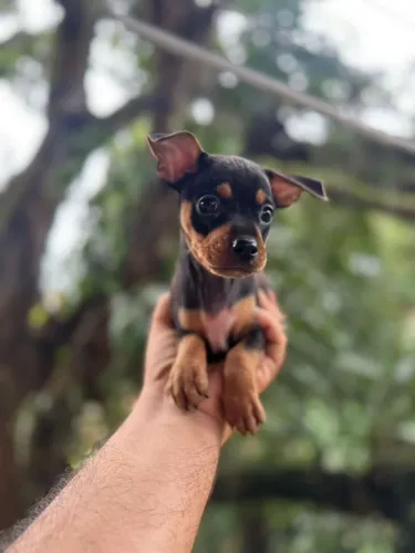 Miniatura PINSCHER (venda) até 10 parcelas no cartão