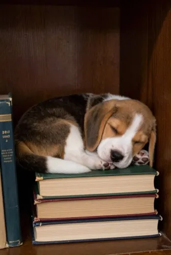 Beagle A surpresa que pode arrancar um sorriso enorme