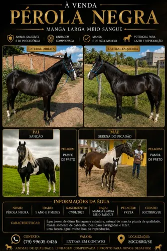 Vendo Linda Poltra Preta.