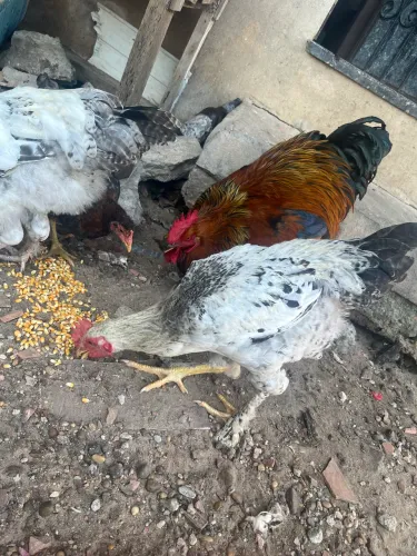 Frangos Brahma