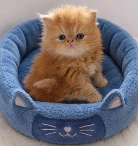 Lindo filhote de gato persa macho garfield pura.Parcelo.Entrego Curitiba e região 