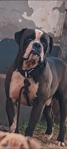  Bulldog campeiro 