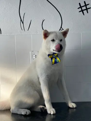 Vende-se Akita fêmea  8 meses 