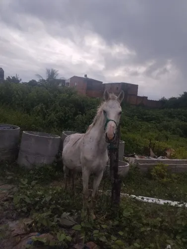 Cavalo pra vender 