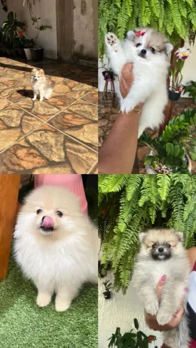 Lulu da Pomerânia 
