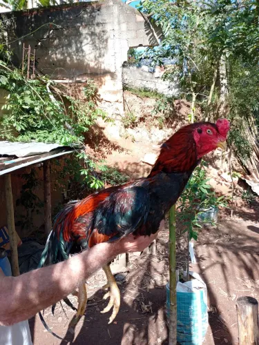 Galinha