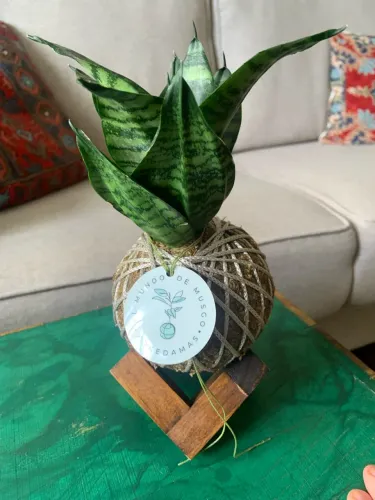 Planta kokedama espada São Jorge