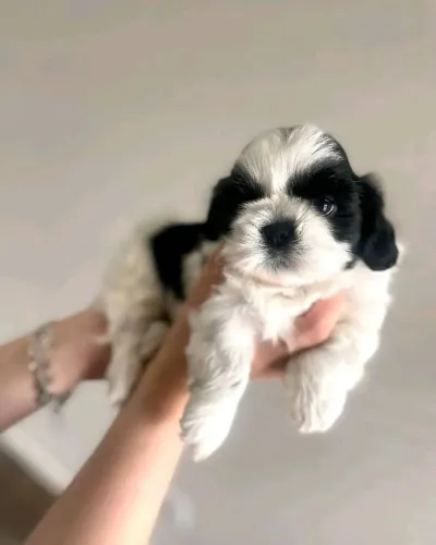 Filhotes de Shih Tzu | Cheios de personalidade!
