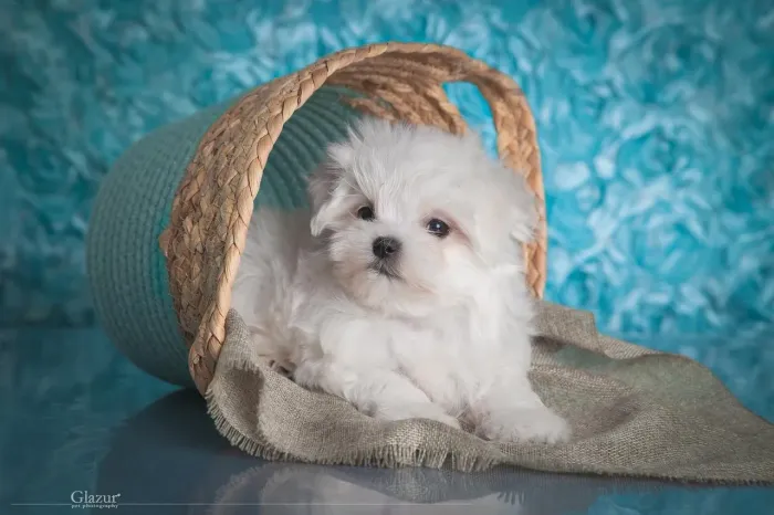     Maltês micro branco neve vacinado entrega hoje