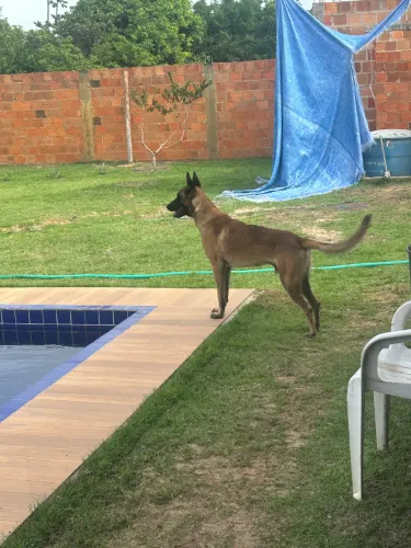 PASTOR  MALINOIS  MACHO  PURO