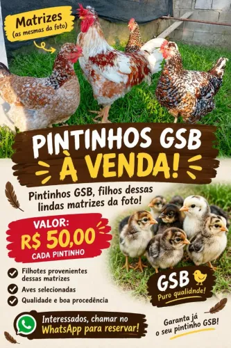 Pintinhos galinha sertaneja balão GSB nossas matrizes
