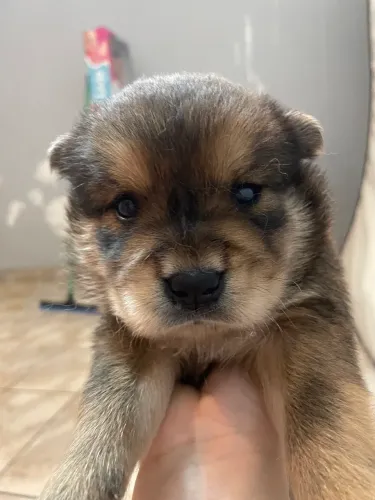 Filhotes de chow chow