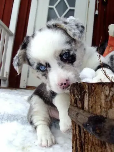 Border Collie - Um Carinho Que Transforma Qualquer Dia 
