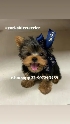 Micro Yorkshire Terrier disponíveis Com pedigree!
